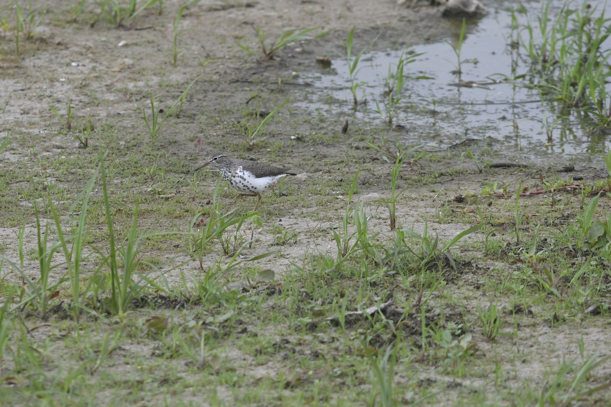 Spotted Sandpiper - ML634493513
