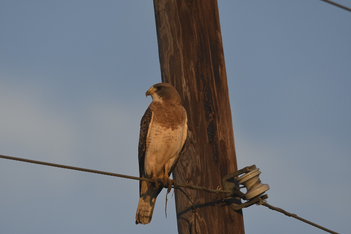 Swainson's Hawk - ML634493581