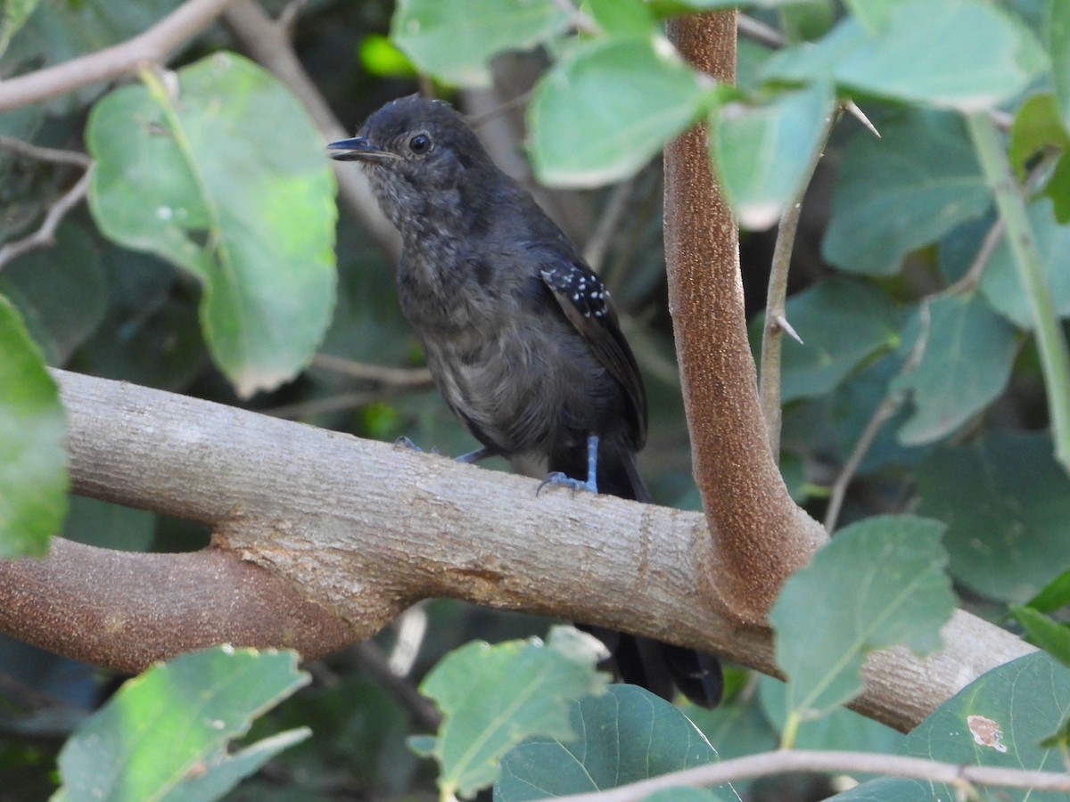 Mato Grosso Antbird - ML634493625