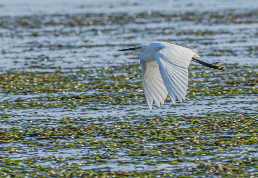 小白鷺 - ML634493766