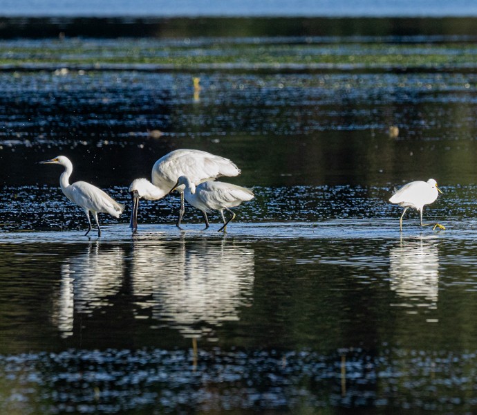 小白鷺 - ML634493767