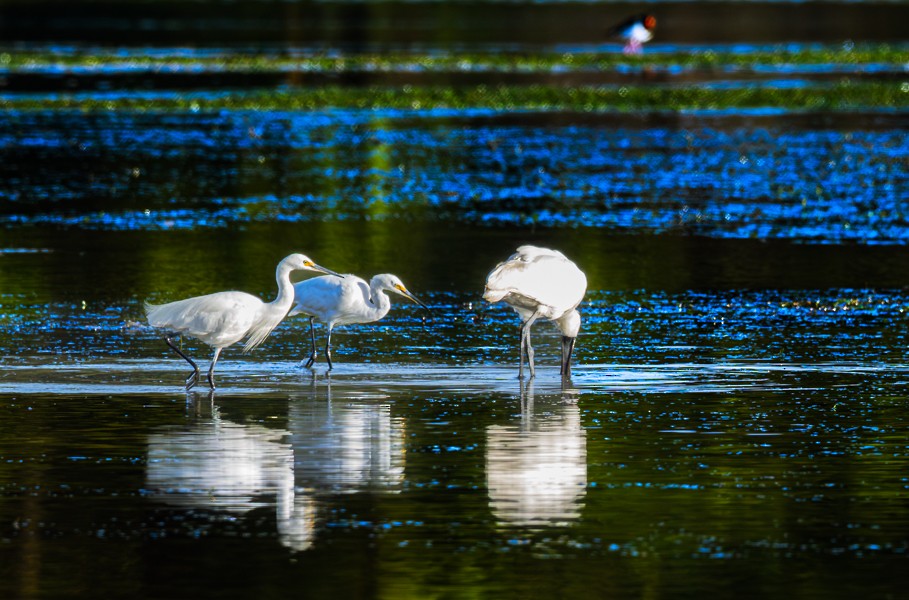 小白鷺 - ML634493768