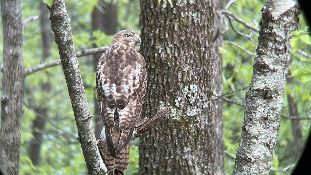 Red-tailed Hawk - ML634493801