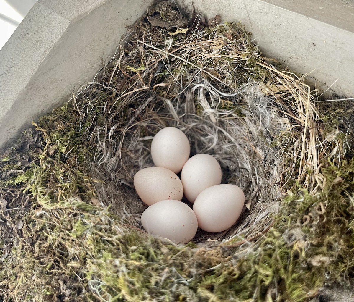 Eastern Phoebe - ML634493805