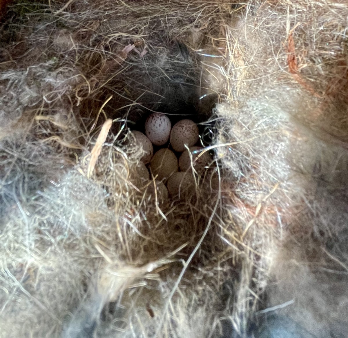 Carolina Chickadee - ML634493826