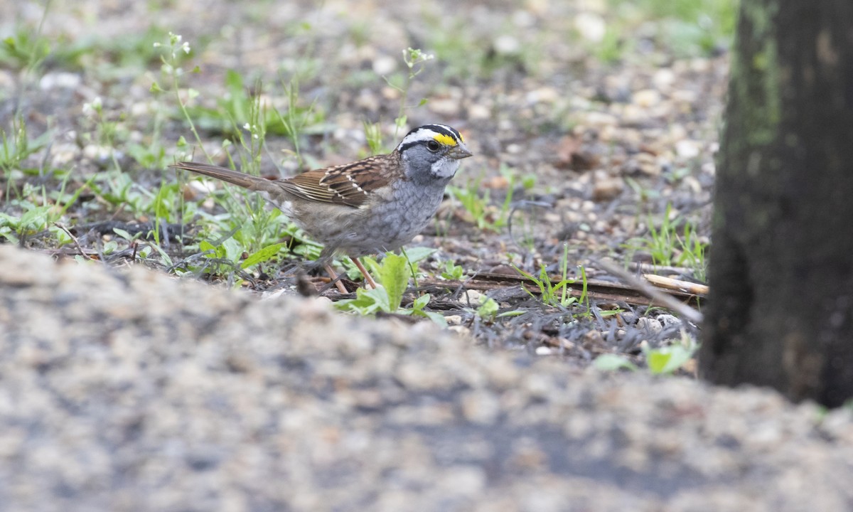 White-throated Sparrow - ML634493925