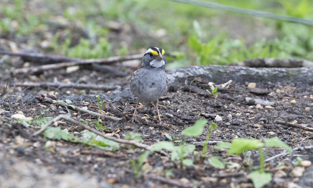 White-throated Sparrow - ML634493926