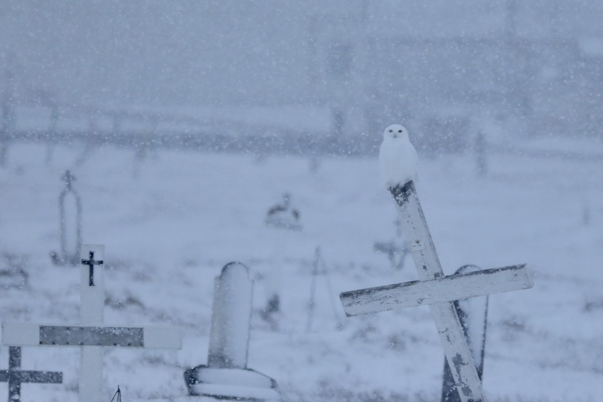 Snowy Owl - ML634493959