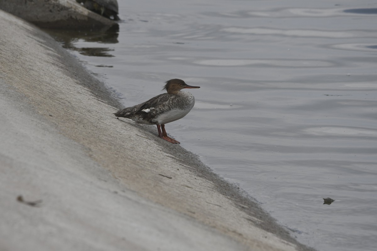 Red-breasted Merganser - ML634493960