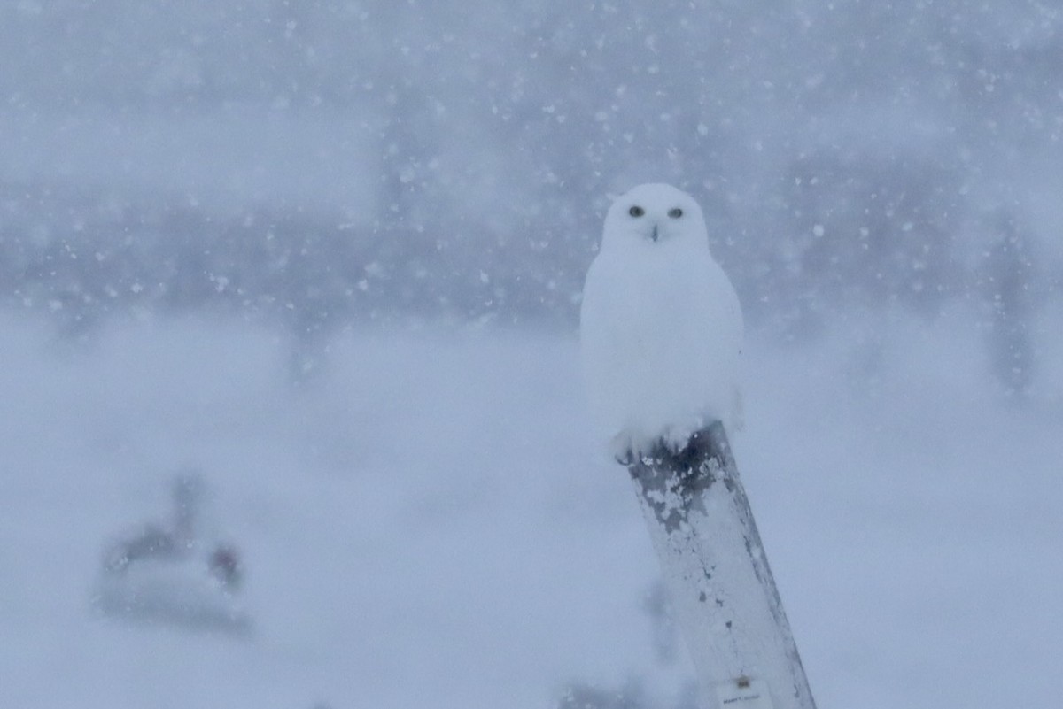 Snowy Owl - ML634493961