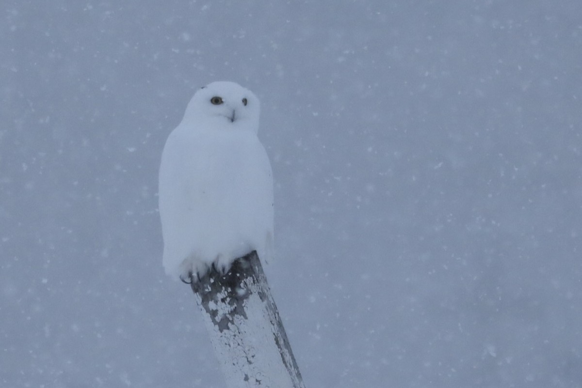 Snowy Owl - ML634493964