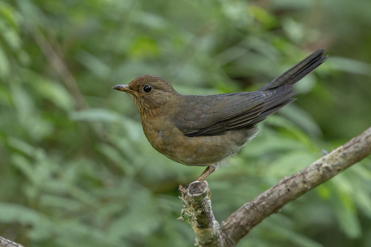 Andean Slaty Thrush - ML634493990