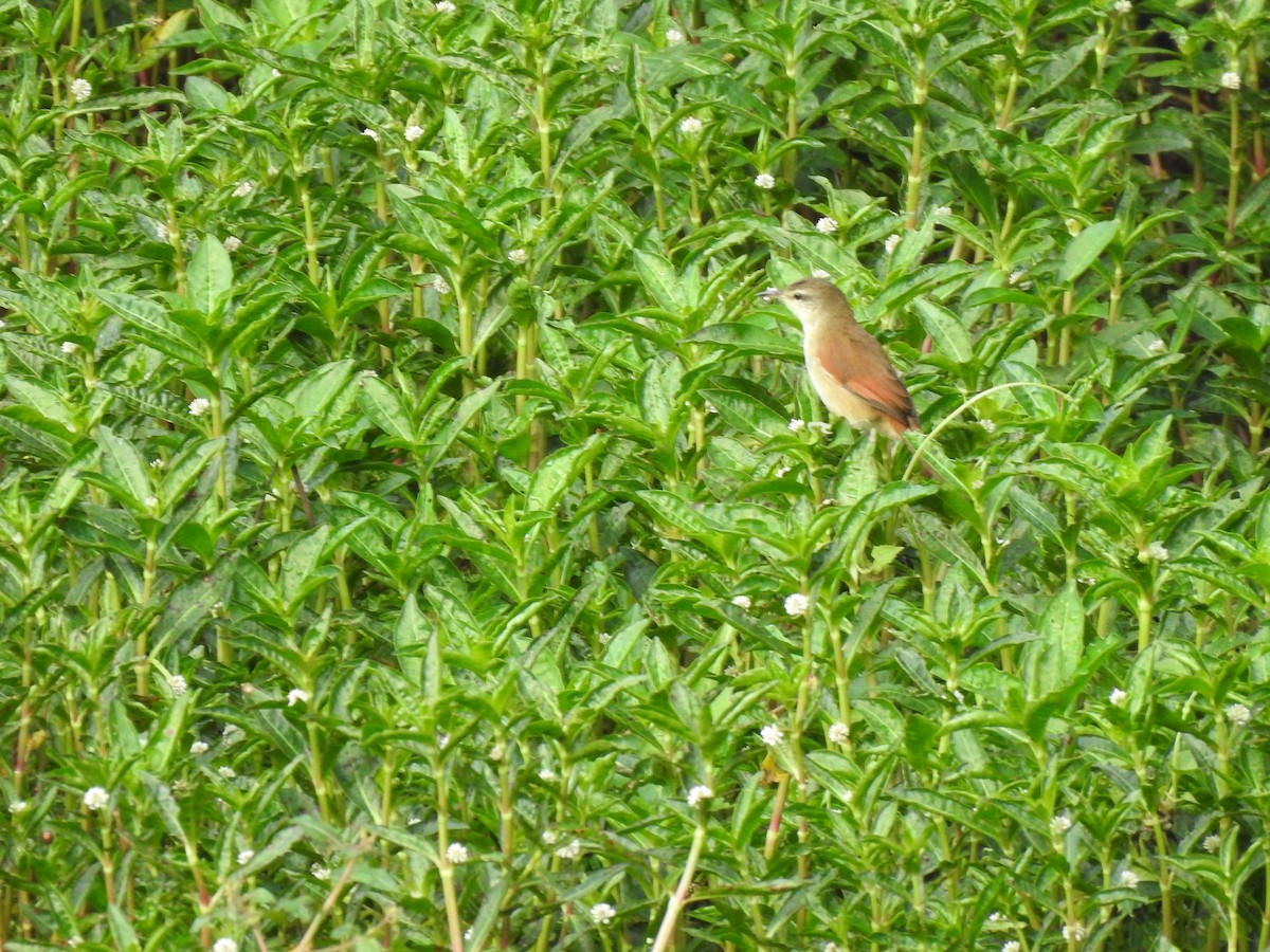 Yellow-chinned Spinetail - ML634493993