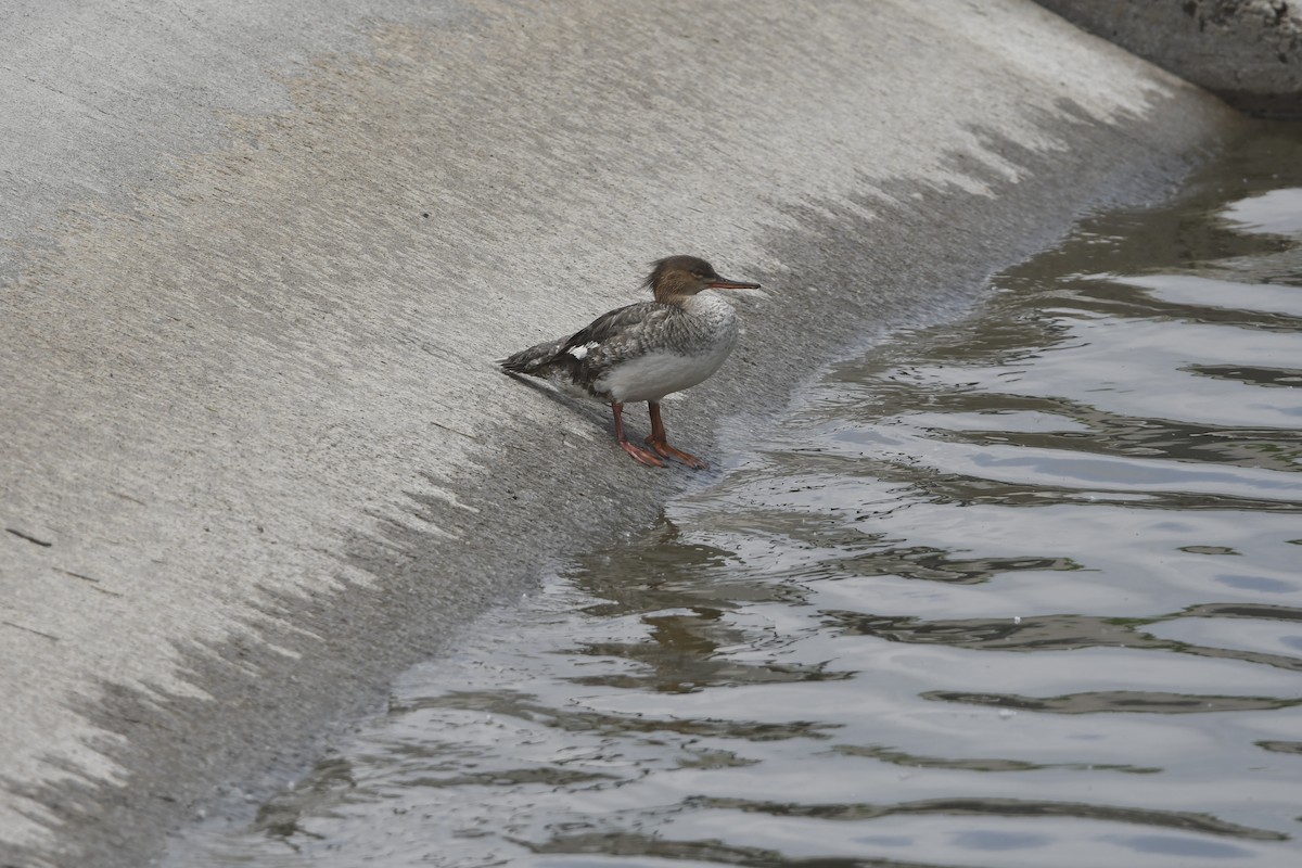 Red-breasted Merganser - ML634494016
