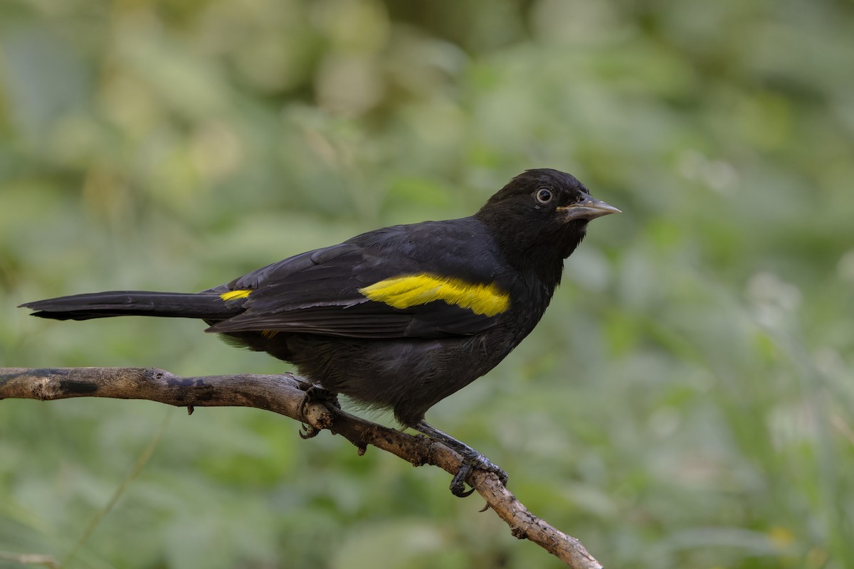 Golden-winged Cacique - ML634494023