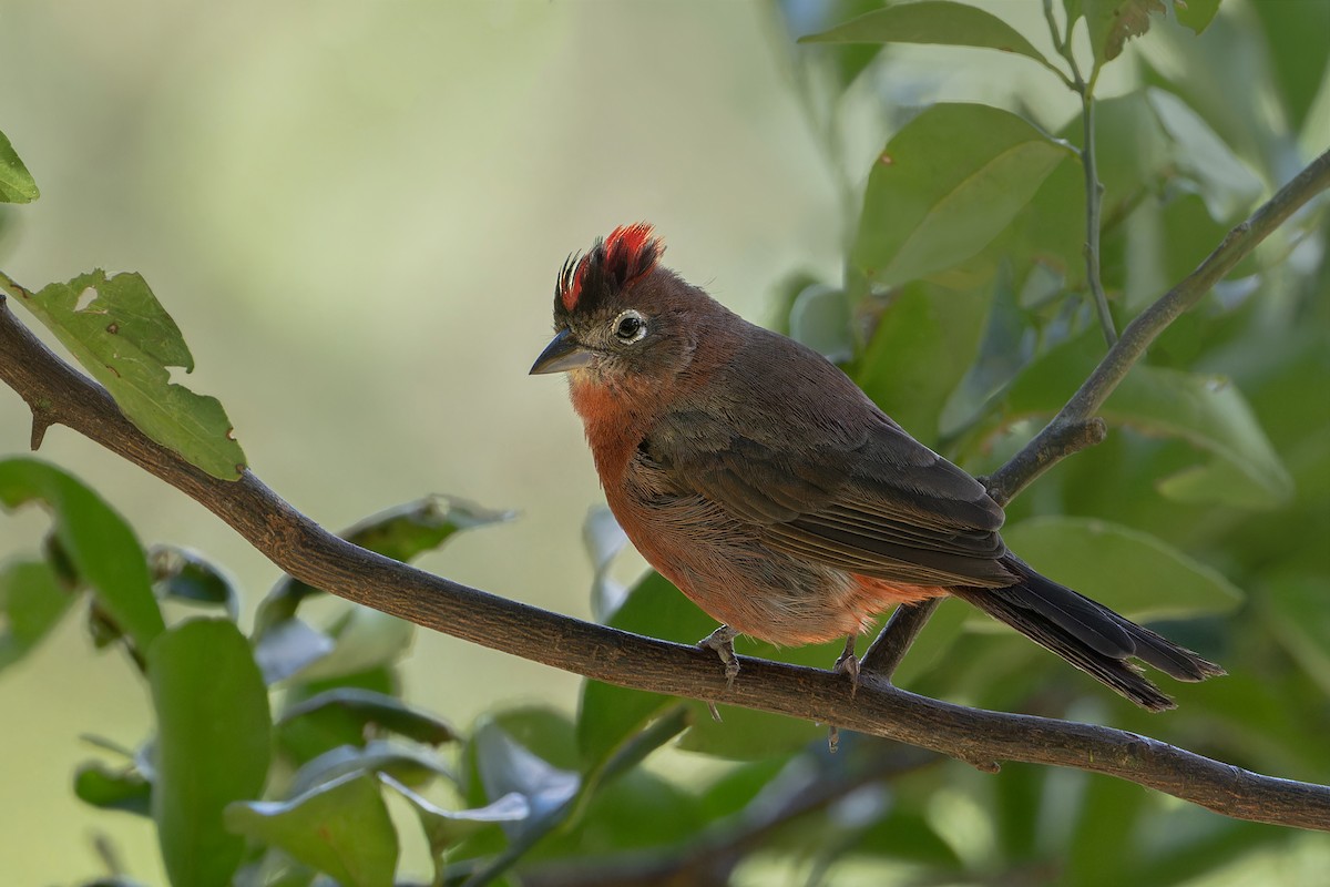 Red-crested Finch - ML634494045