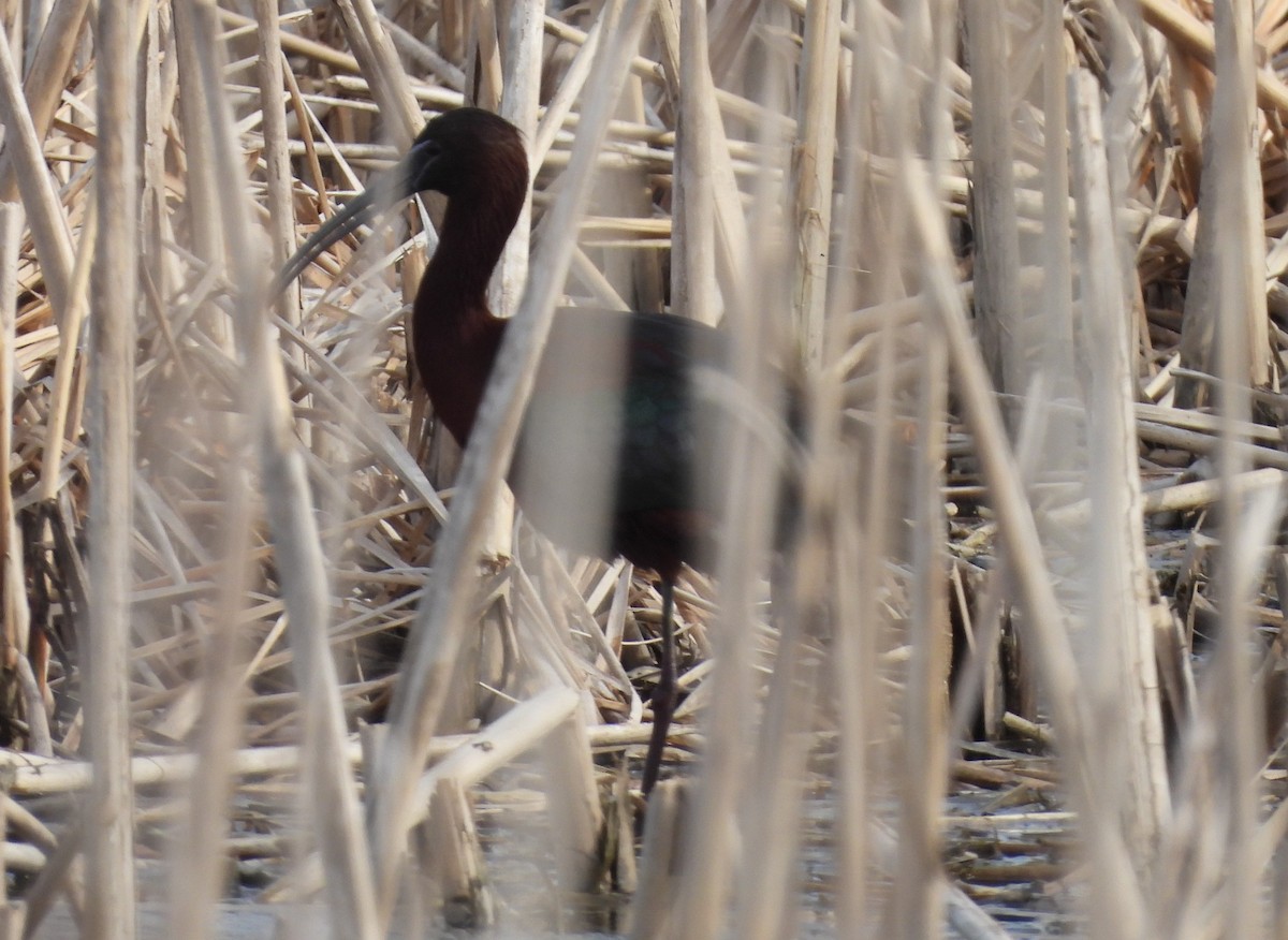 bronseibis - ML634494049