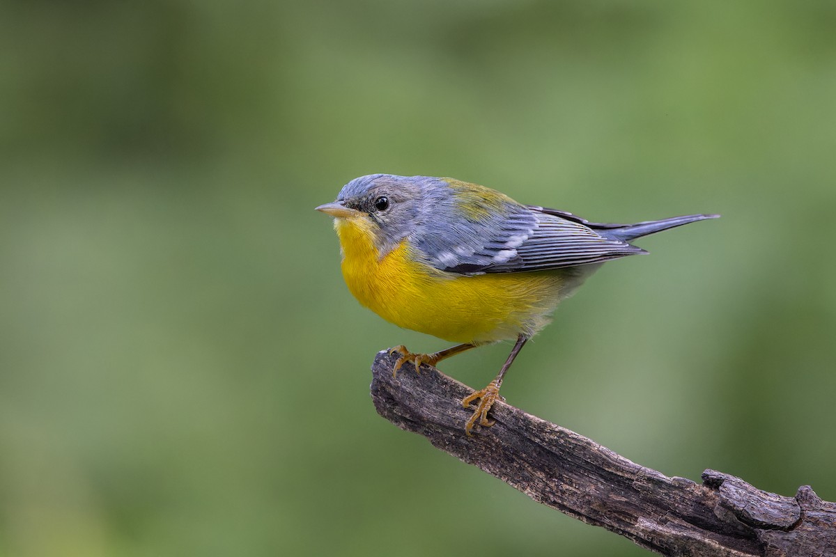 Tropical Parula - ML634494064