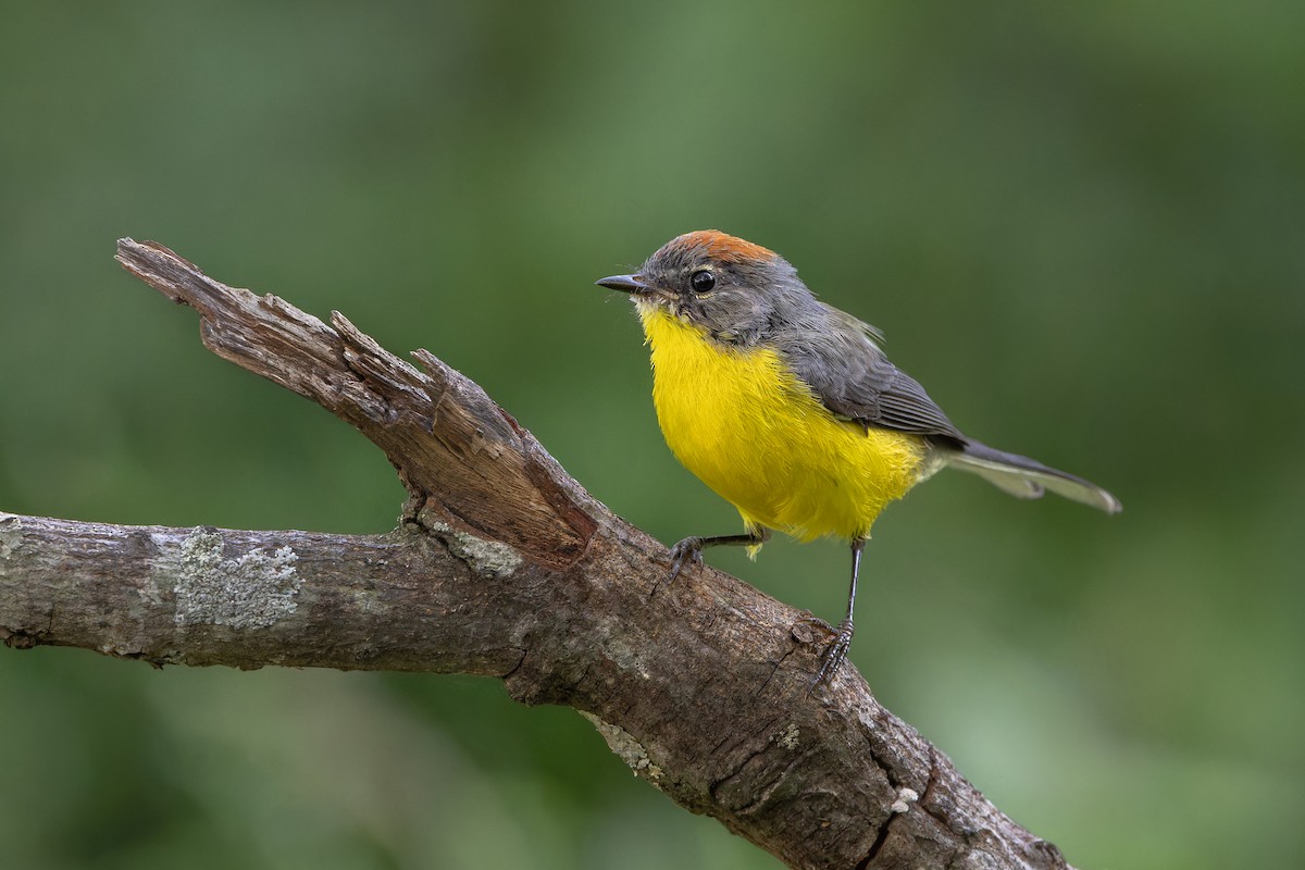 Brown-capped Redstart - ML634494076