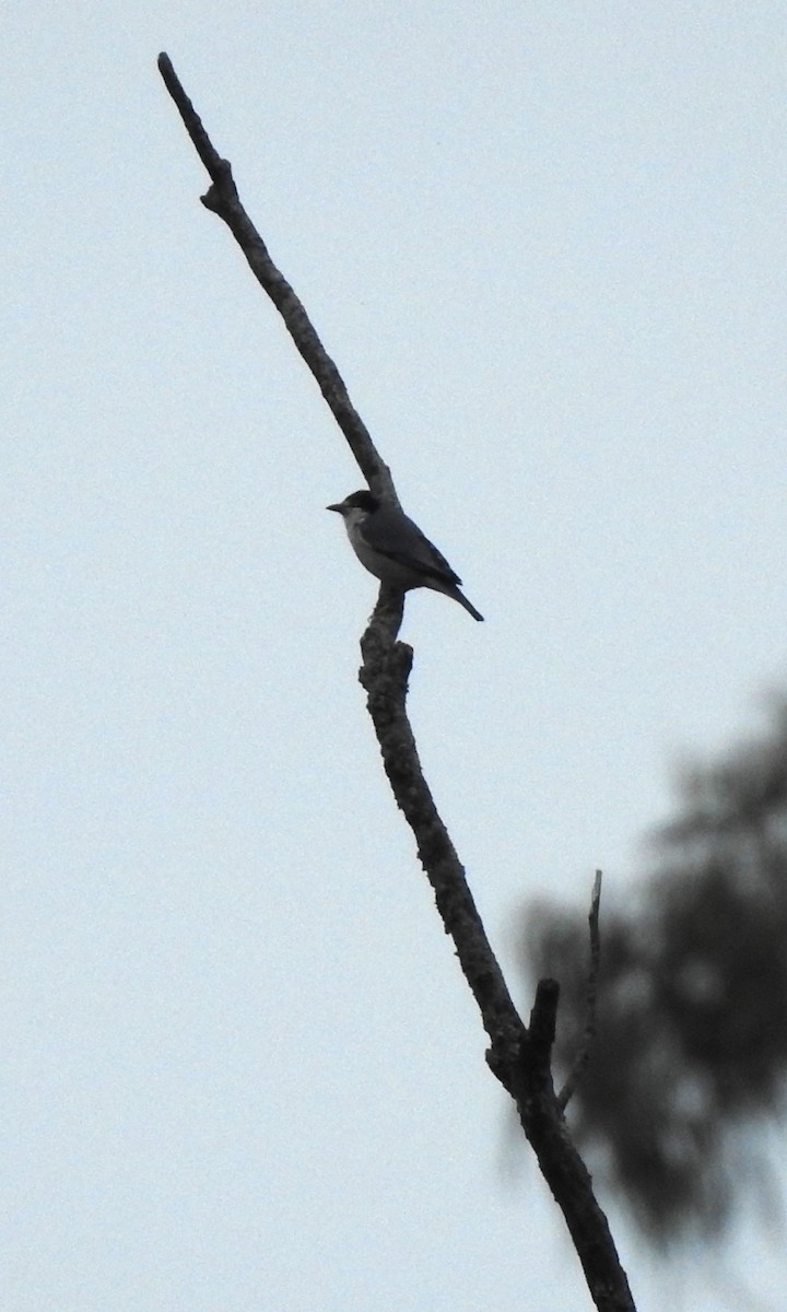 Hooded Tanager - ML634494079