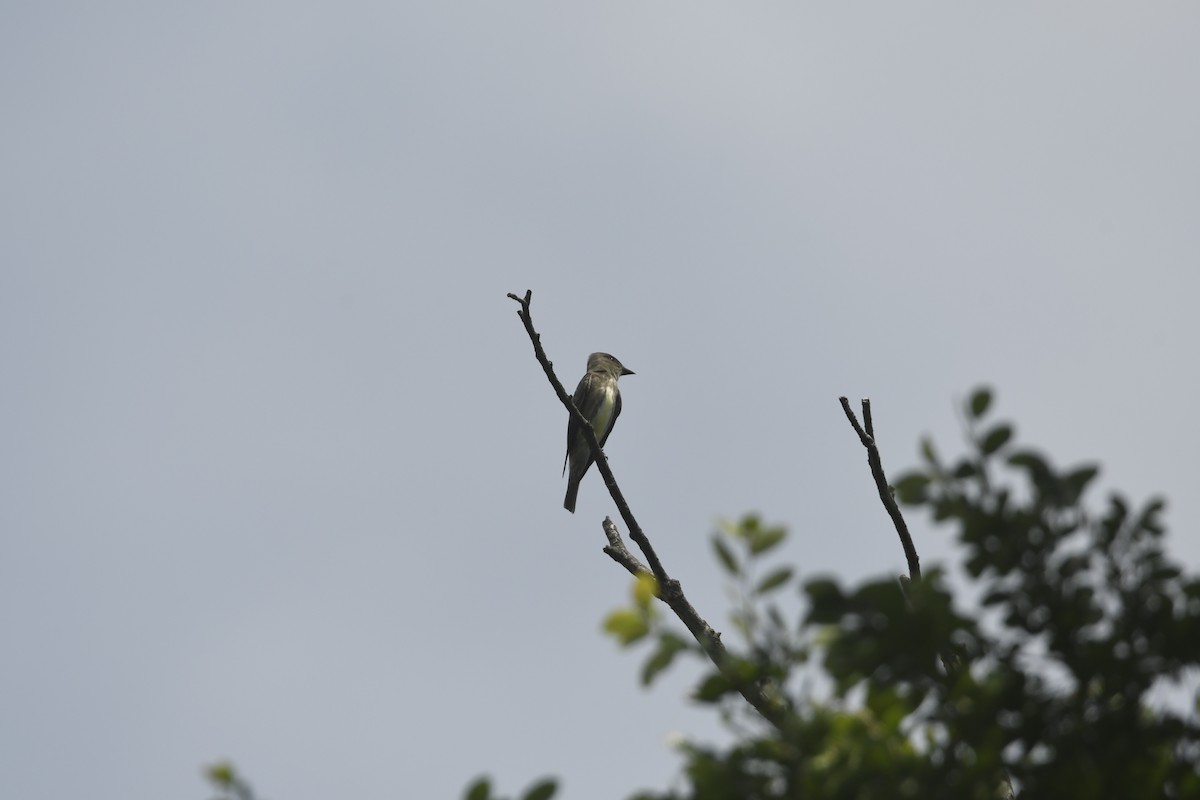 Olive-sided Flycatcher - ML634494092