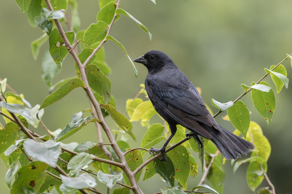 Screaming Cowbird - ML634494097