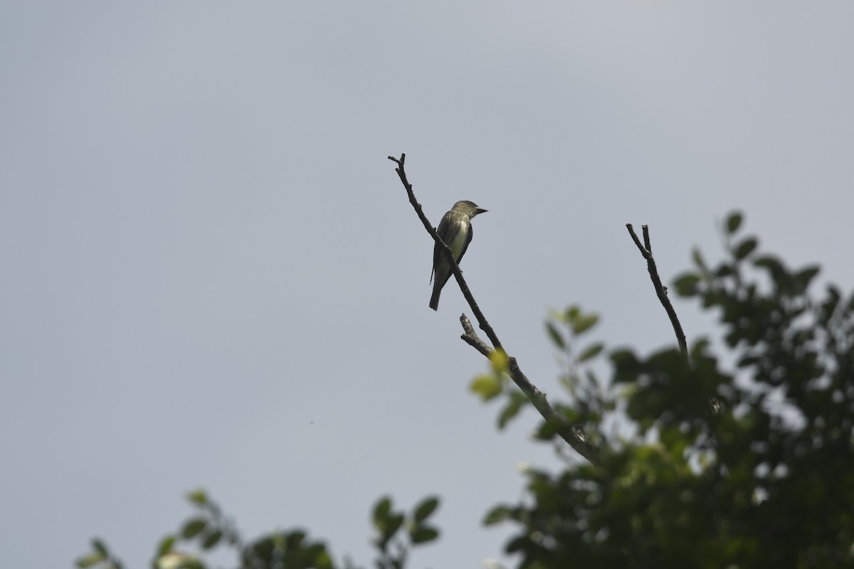 Olive-sided Flycatcher - ML634494133