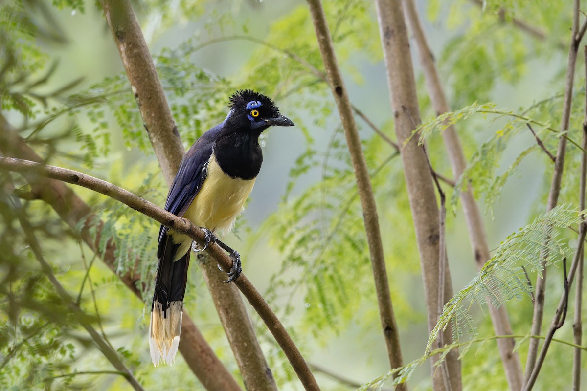 Plush-crested Jay - ML634494135
