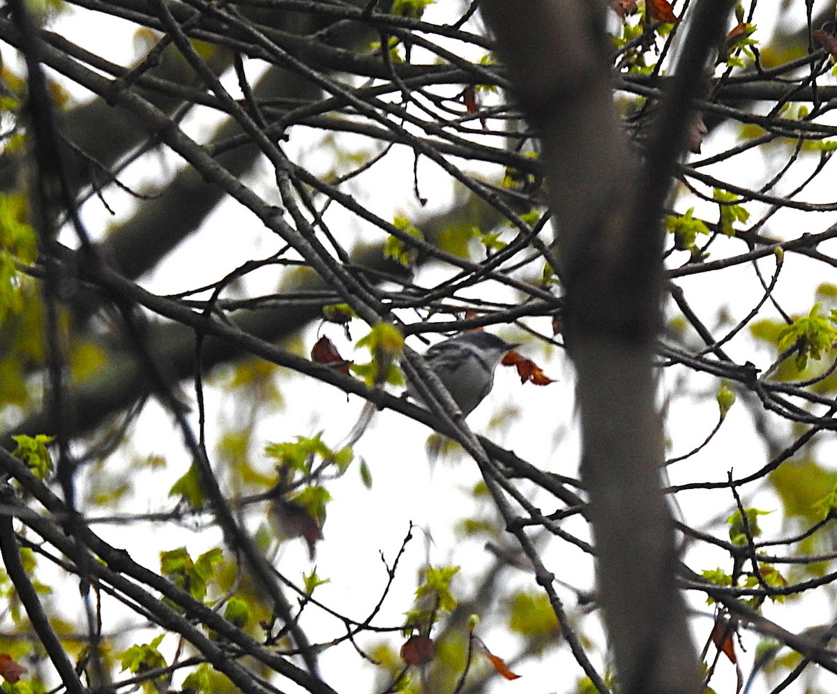 Cerulean Warbler - ML634494157