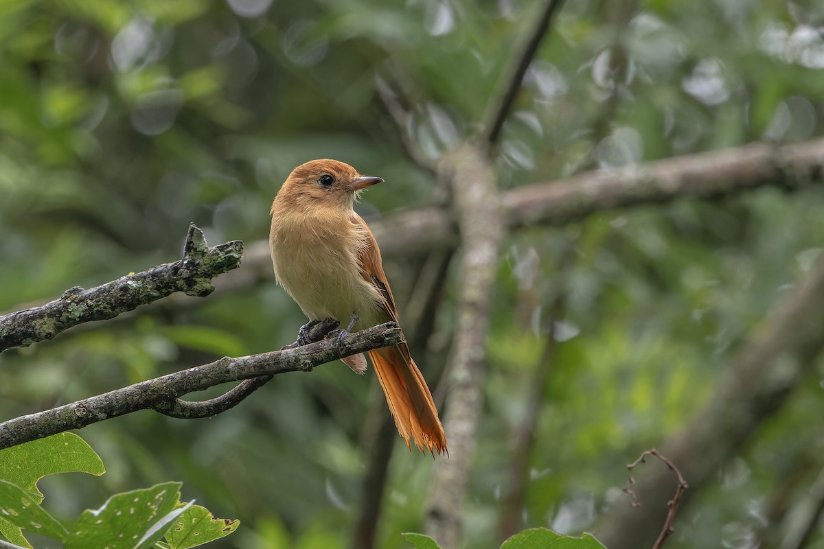 Rufous Casiornis - ML634494163