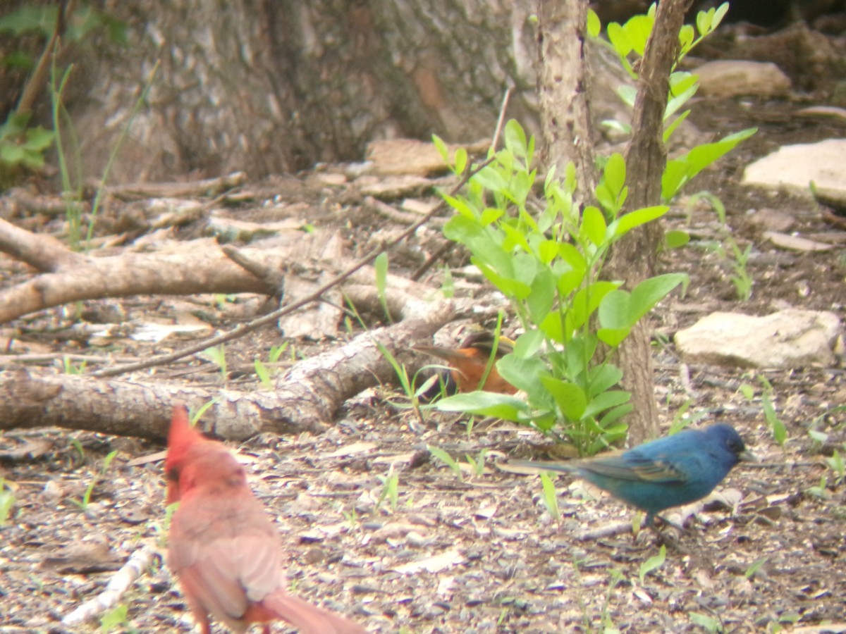 Indigo Bunting - ML634494201