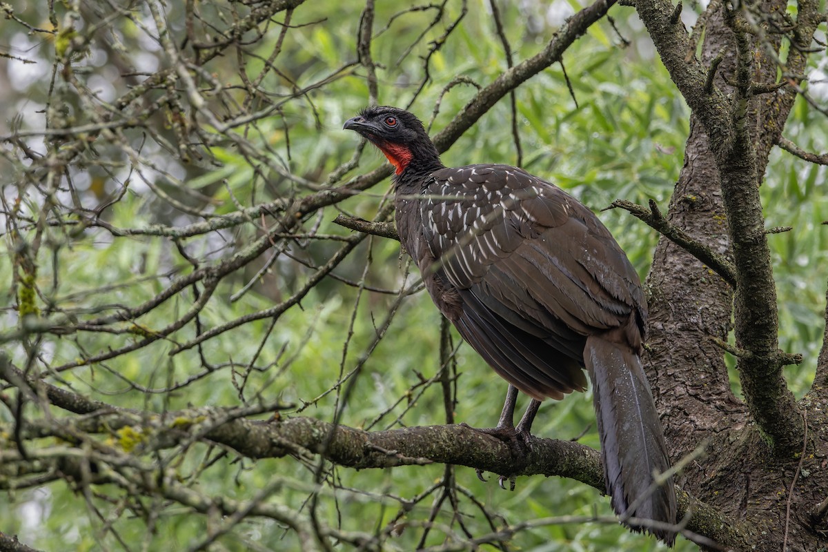 Yungas Guan - ML634494230