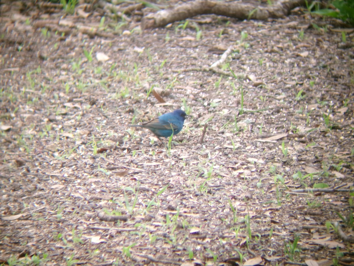 Indigo Bunting - ML634494241