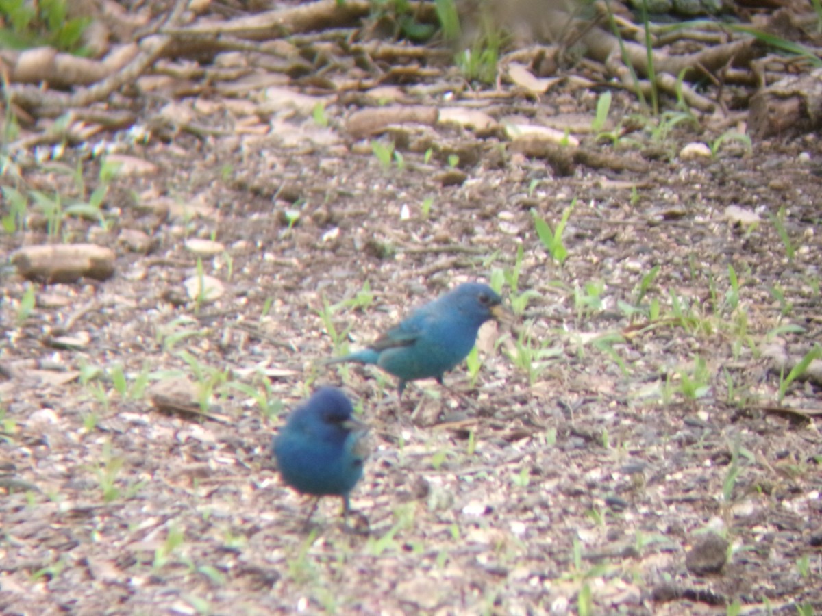 Indigo Bunting - ML634494271