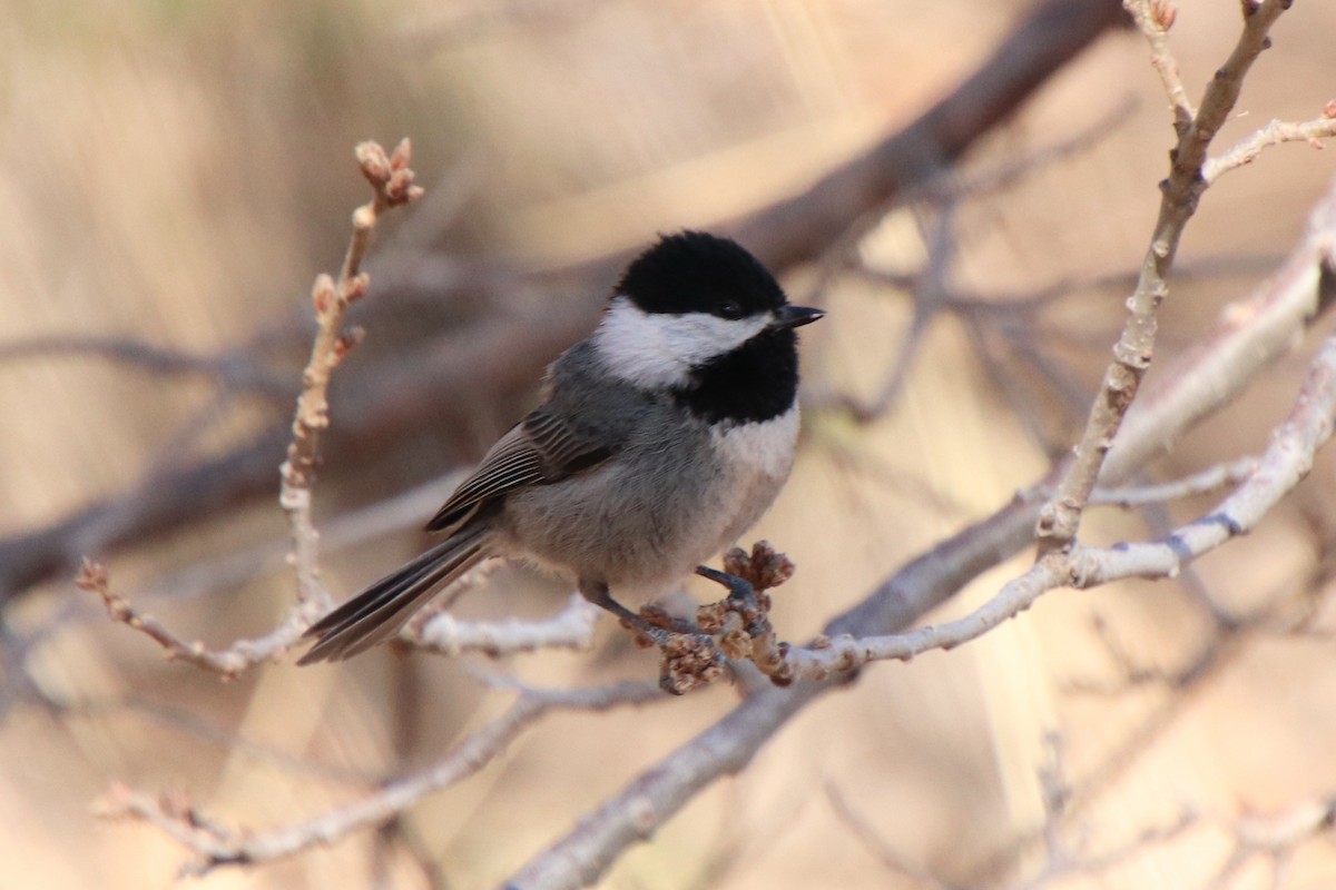 Mexican Chickadee - ML634494323