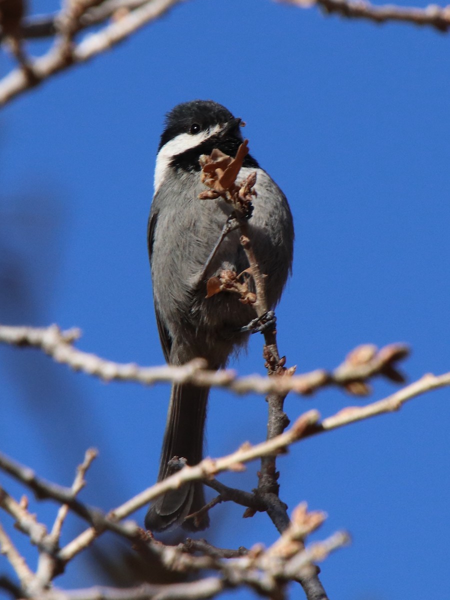 Mexican Chickadee - ML634494324