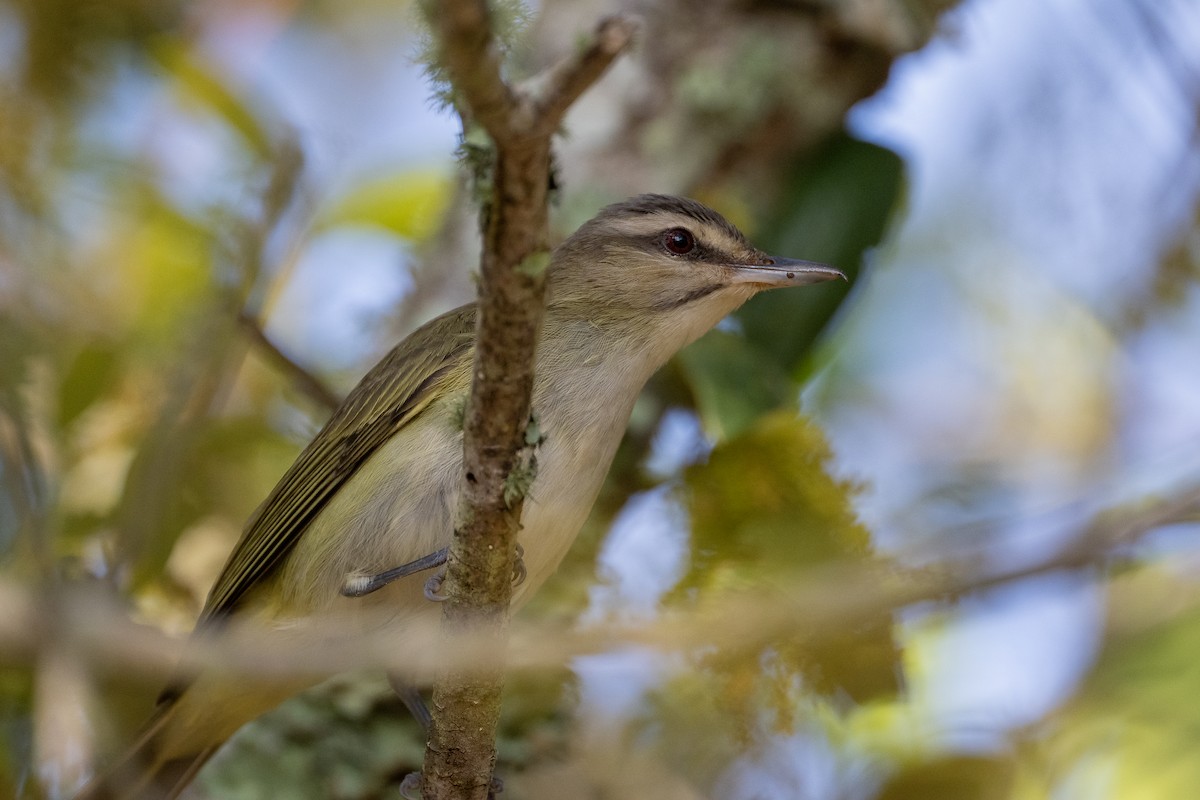 Black-whiskered Vireo - ML634494327