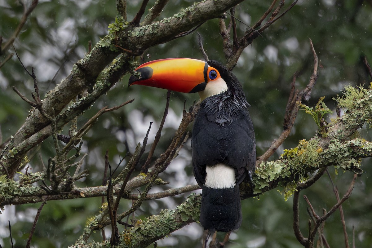 Toco Toucan - ML634494332