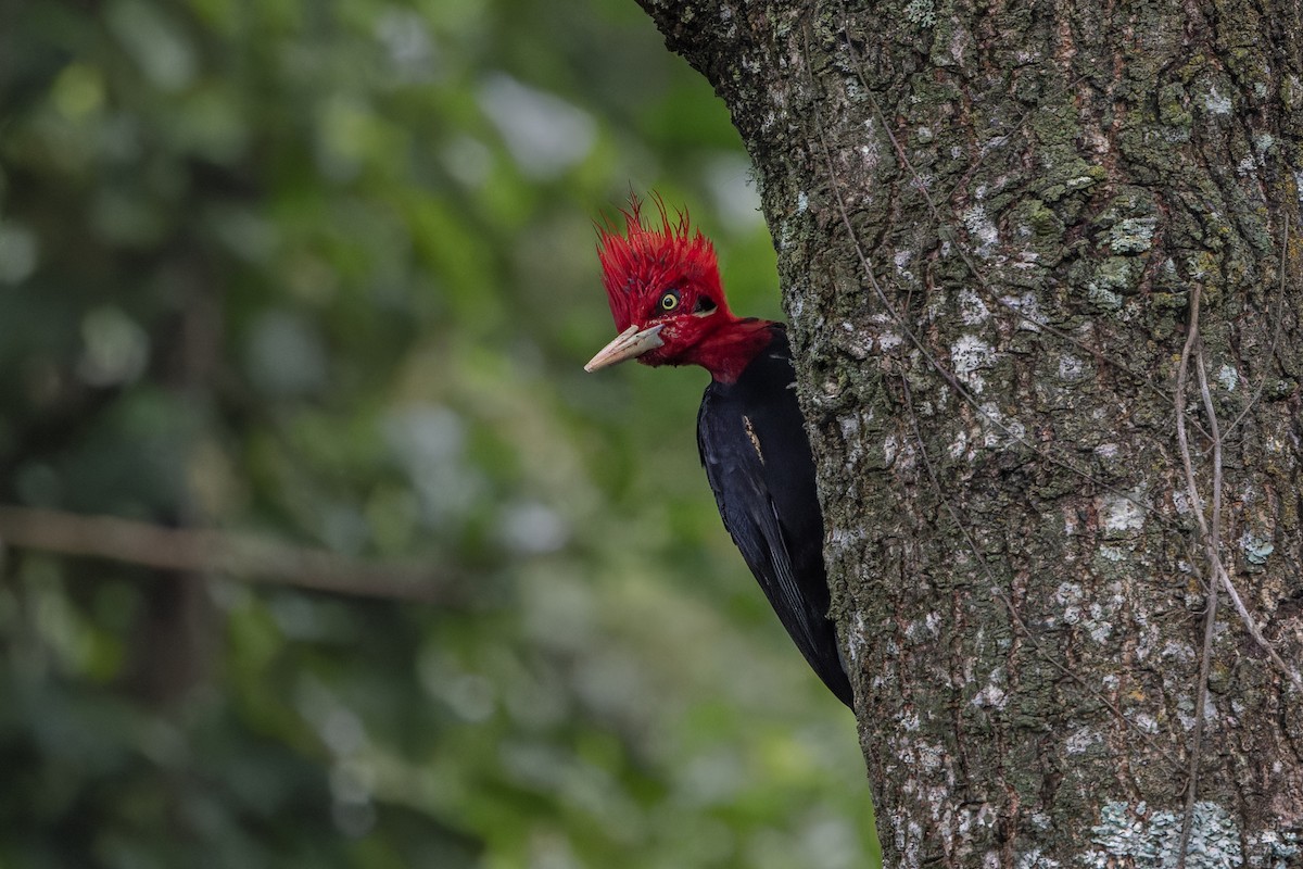 Cream-backed Woodpecker - ML634494348