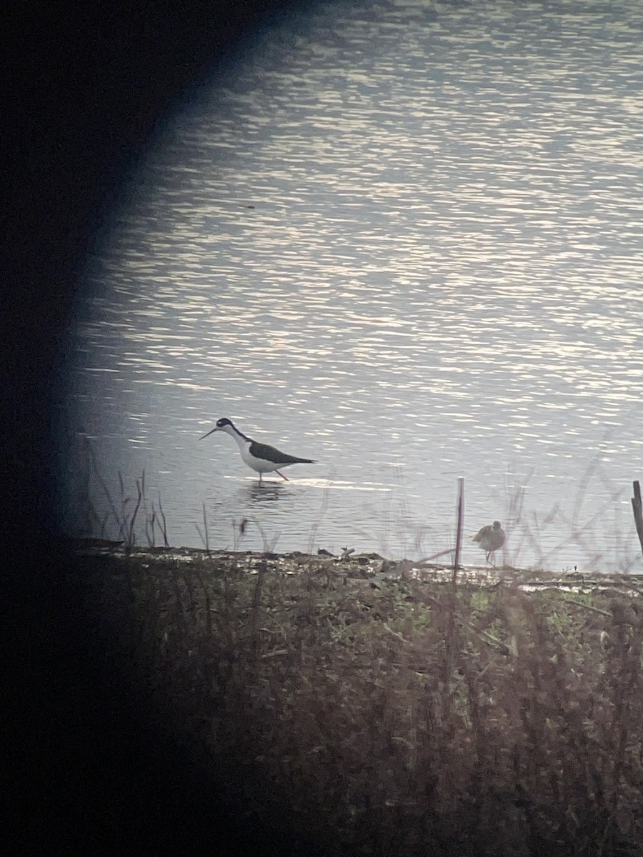 Black-necked Stilt - ML634494355