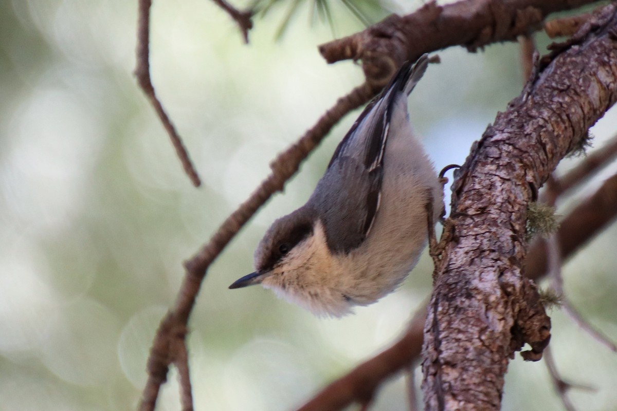 Pygmy Nuthatch - ML634494634