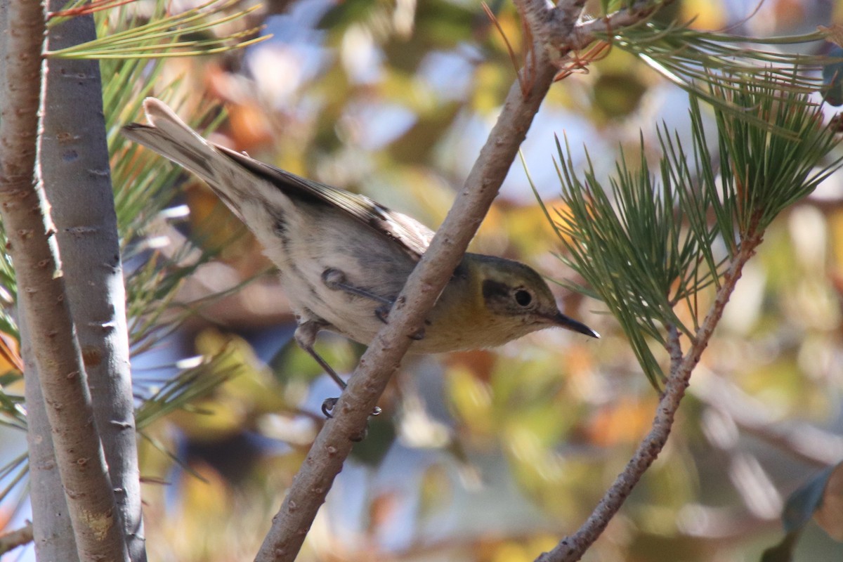 Olive Warbler - ML634494640