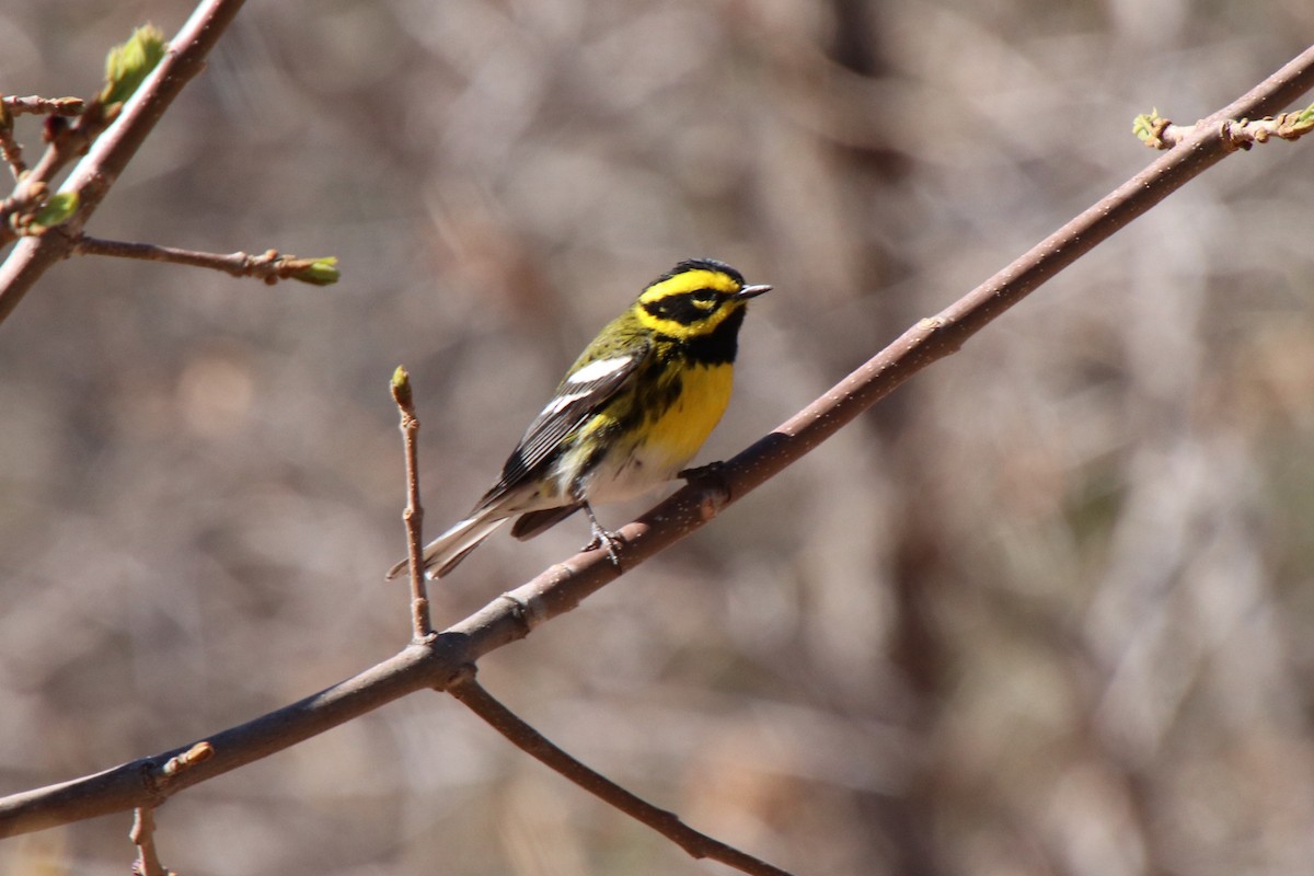 Townsend's Warbler - ML634494648