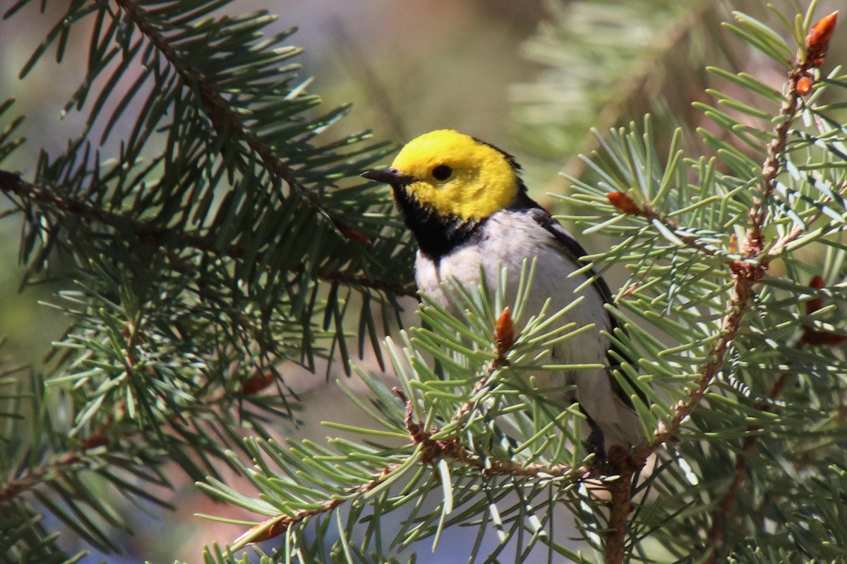 Hermit Warbler - ML634494658