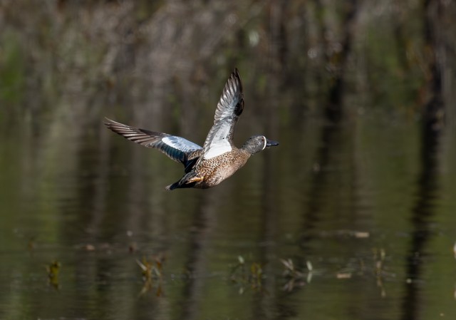Blue-winged Teal - ML634494719