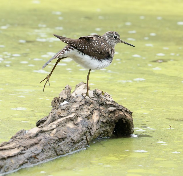 Solitary Sandpiper - ML634494728
