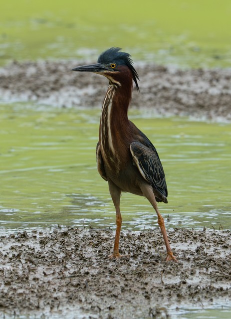 Green Heron - ML634494742