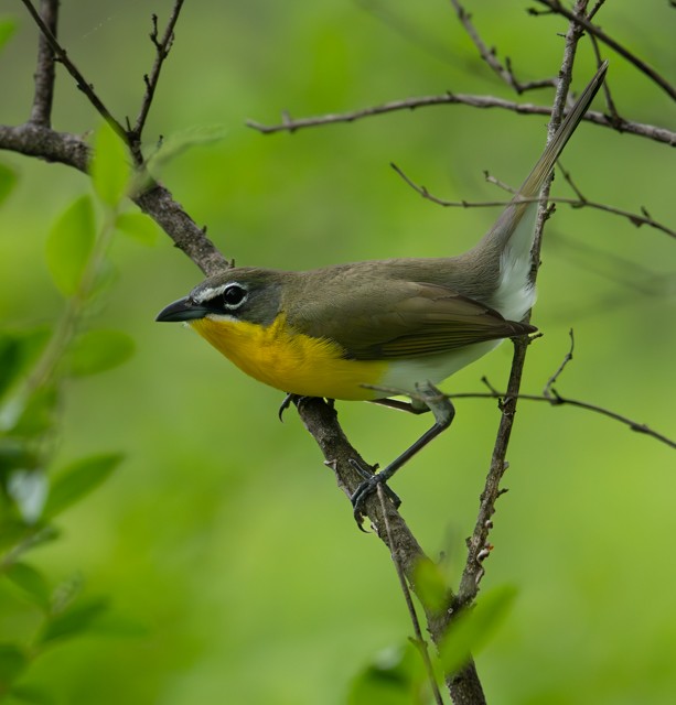 Yellow-breasted Chat - ML634494776