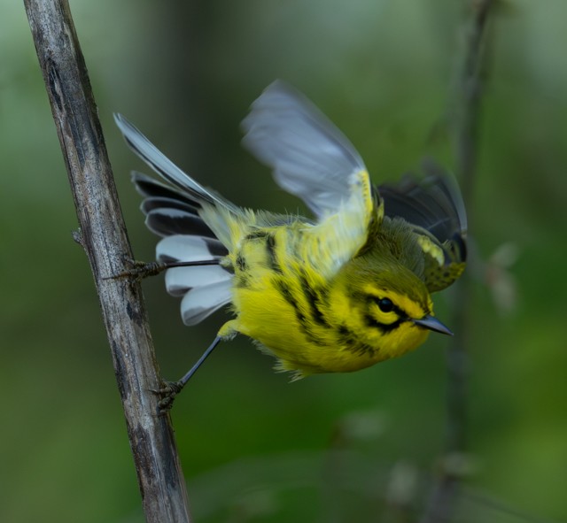 Prairie Warbler - ML634494823