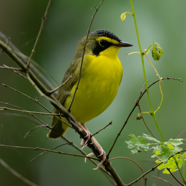 Kentucky Warbler - ML634494840